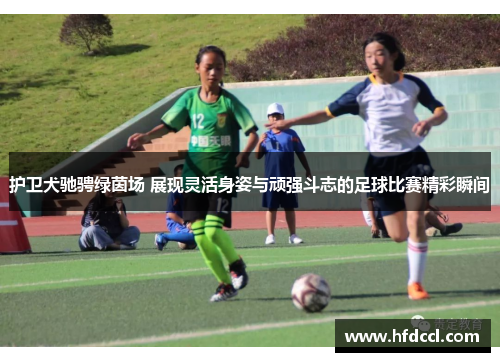 护卫犬驰骋绿茵场 展现灵活身姿与顽强斗志的足球比赛精彩瞬间